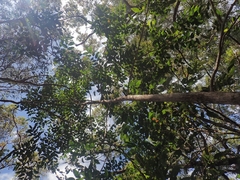 Glochidion sumatranum