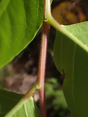 Glochidion sumatranum