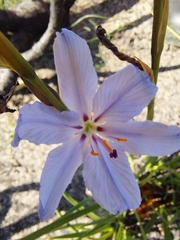 Aristea spiralis