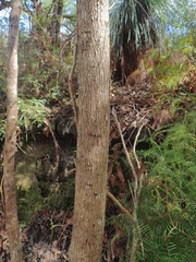 Glochidion sumatranum