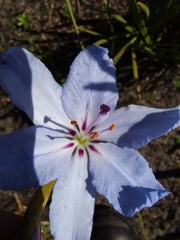 Aristea spiralis
