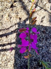 Polygala garcinii