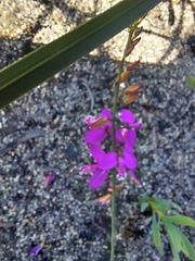 Polygala garcinii