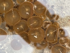 Palythoa mutuki