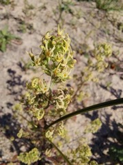 Cliffortia