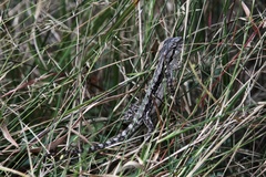 Pogona barbata