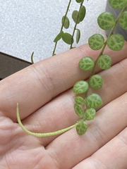 Peperomia prostrata