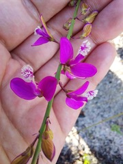 Polygala garcinii