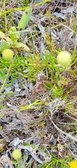Leucospermum prostratum