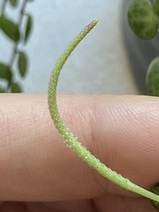 Peperomia prostrata