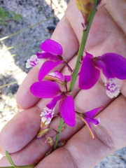 Polygala garcinii