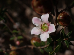 Leptospermum squarrosum