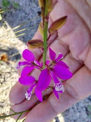Polygala garcinii