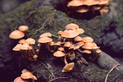 Kuehneromyces mutabilis