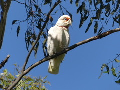 Cacatua tenuirostris