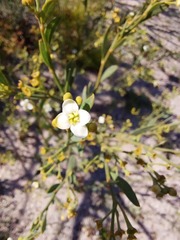 Montinia caryophyllacea