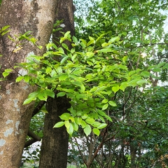 Gmelina arborea