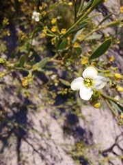 Montinia caryophyllacea