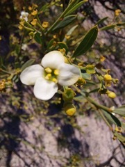 Montinia caryophyllacea