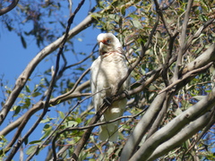 Cacatua tenuirostris