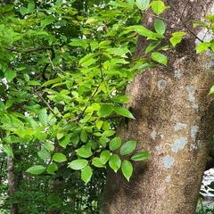 Gmelina arborea