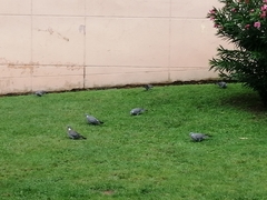 Columba palumbus