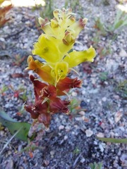 Lachenalia lutea