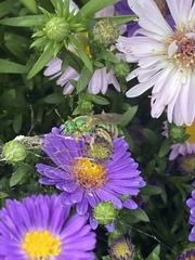 Agapostemon texanus