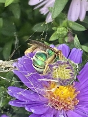 Agapostemon texanus