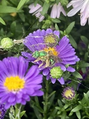 Agapostemon texanus