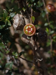 Leptospermum squarrosum