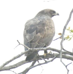 Hieraaetus wahlbergi