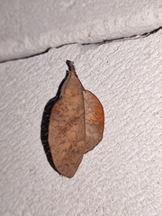 Gastropacha quercifolia