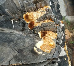 Pycnoporellus alboluteus