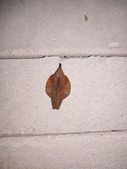 Gastropacha quercifolia