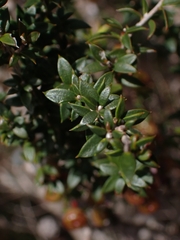 Leptospermum squarrosum