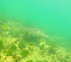 Myliobatis tenuicaudatus