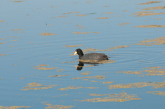 Fulica ardesiaca