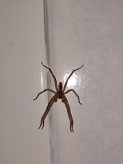 Camptocosa parallela