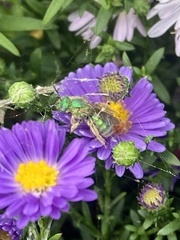 Agapostemon texanus