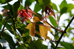 Photinia nussia