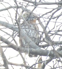 Glaucidium perlatum