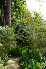 Photinia nussia