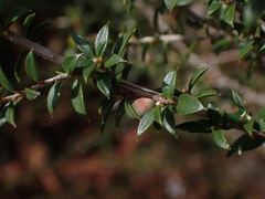 Leptospermum squarrosum