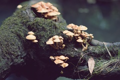 Kuehneromyces mutabilis