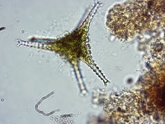 Staurastrum anatinum