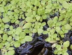Callitriche stagnalis