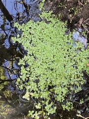 Callitriche stagnalis