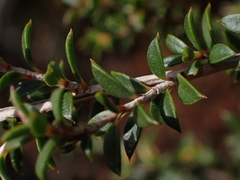 Leptospermum squarrosum