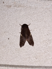 Notodonta dromedarius